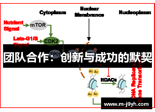 团队合作:创新与成功的默契 团队合作:创新与成功的默契